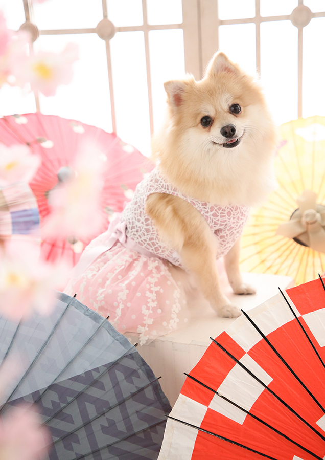 我が家の愛犬を皆様に「幸せのおすそわけ」をします♡