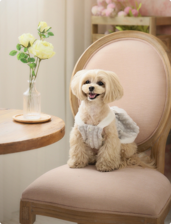 シニアwithペットのイメージ