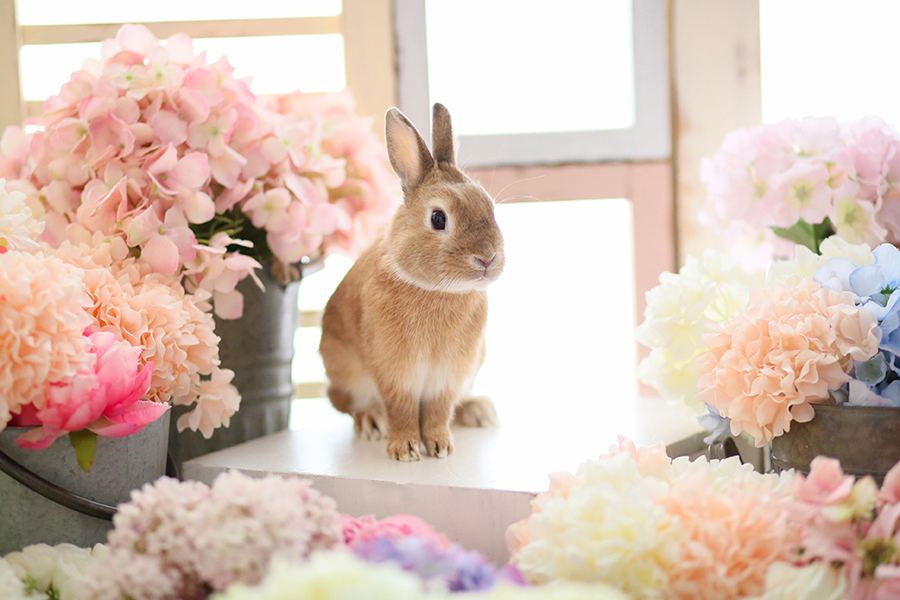 ペット・動物フォト03