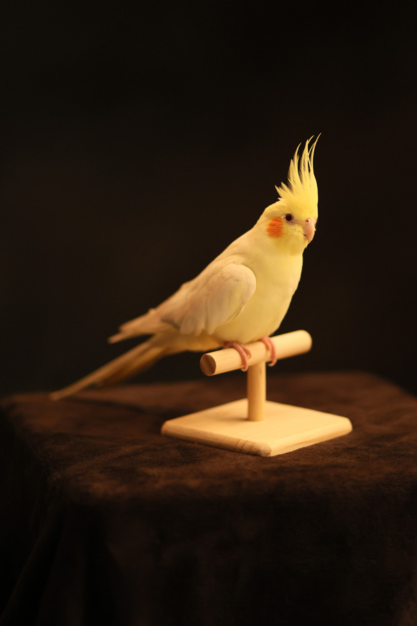 ペット・動物フォト10