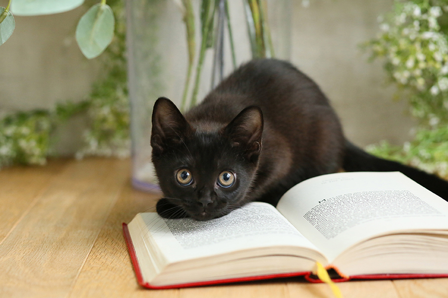 ペット・動物フォト06