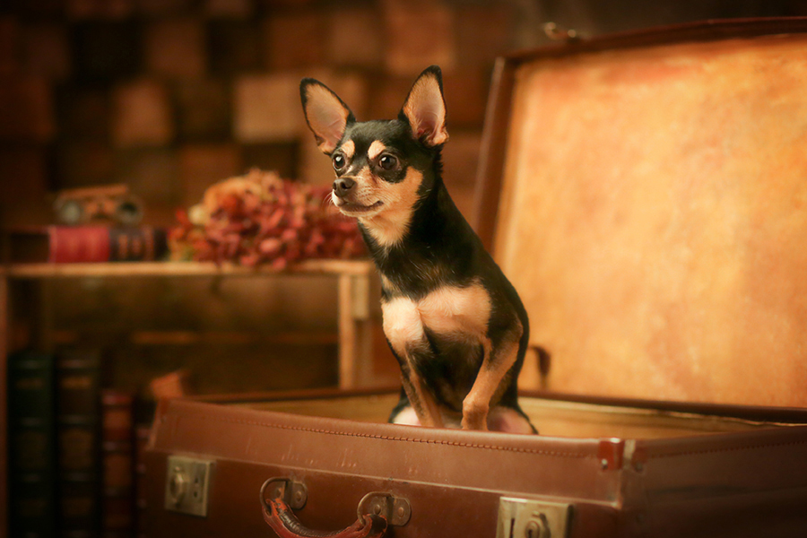 ペット・動物フォト07