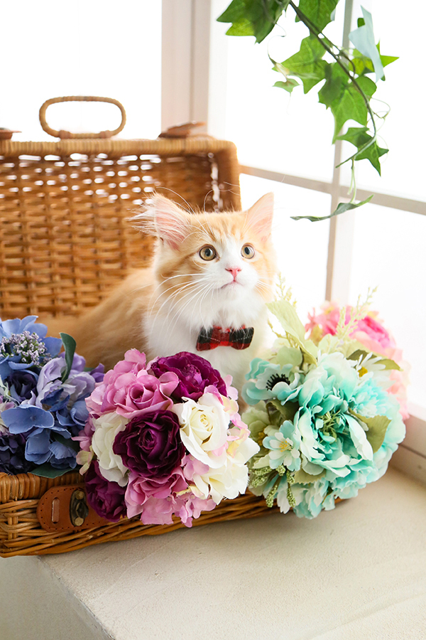 ペット・動物フォト09